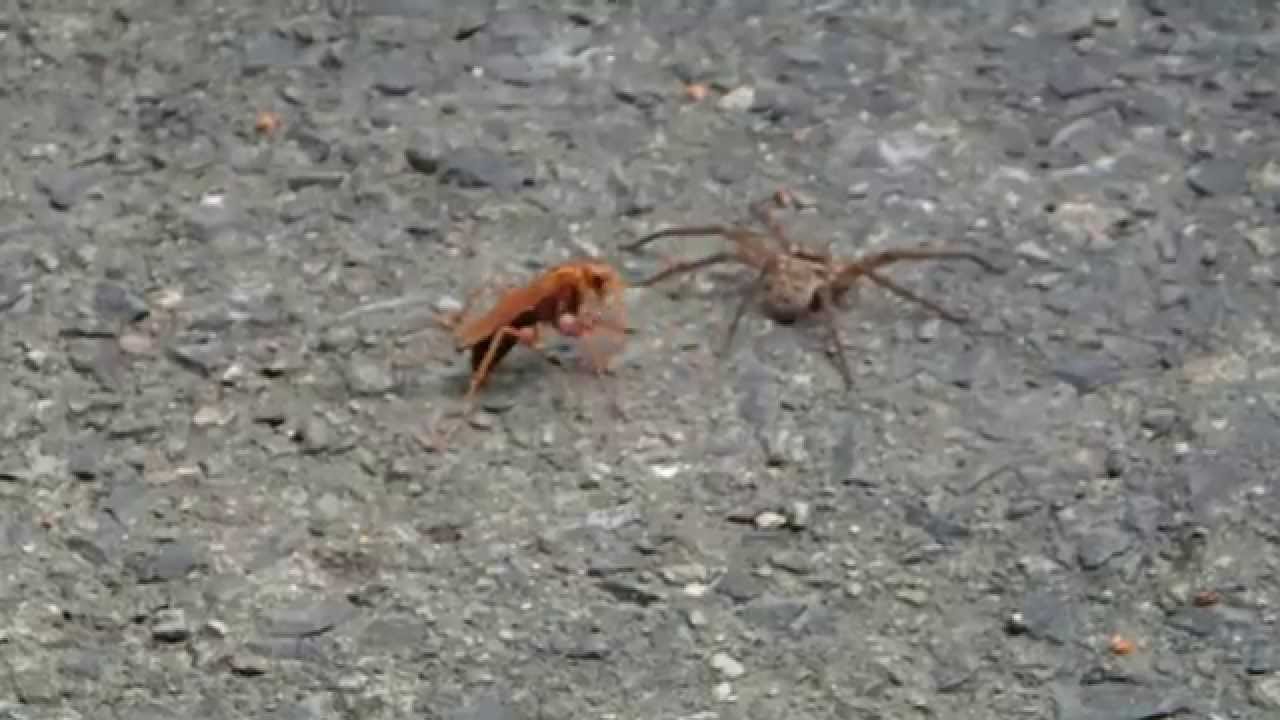 Huntsman vs. Spider wasp