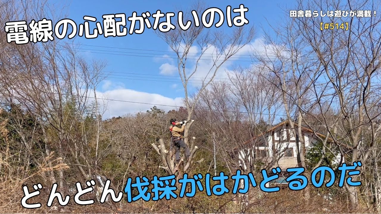【#514】電線の心配がないのは どんどん伐採がはかどるのだ