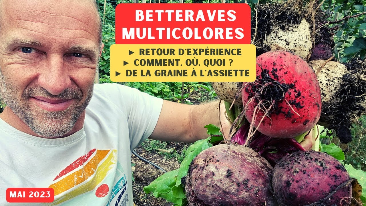 Retour d'expérience ► Les betteraves multicolores (ça claque !) 😋😋
