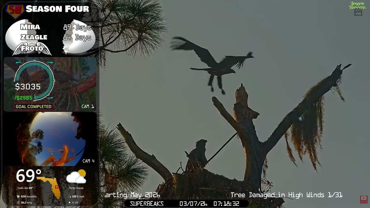 🦅Yesterday at SuperBeaks | Mar 7, 2026 - Mira's 2nd flight since fledge!👀Zeagle wants to soar too!💕