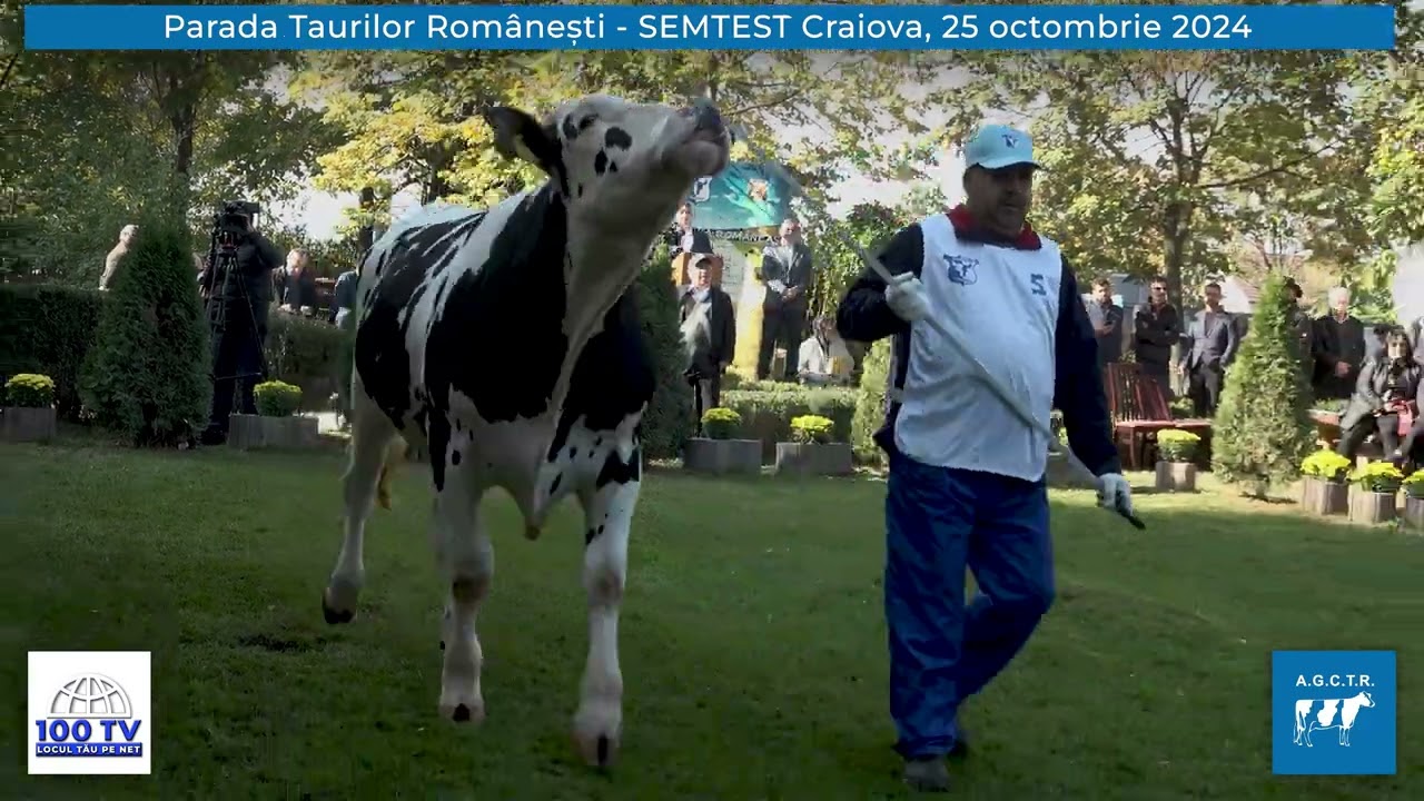 PARADA TAURILOR 25 10 2024