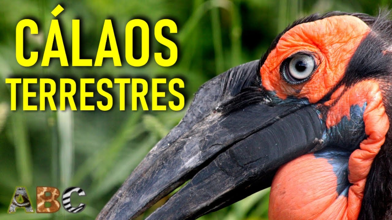 C&aacute;laos terrestres - Aves SUPERdepredadoras