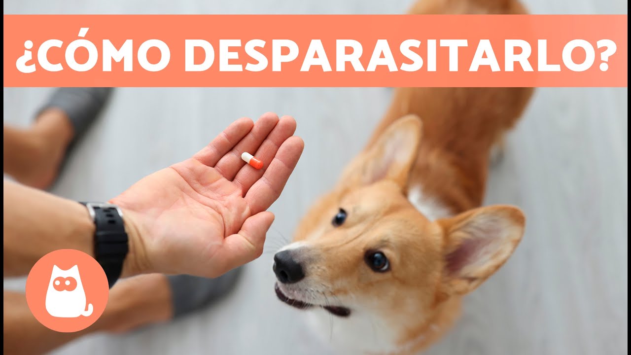 ¿Cuándo y cómo DESPARASITAR a un PERRO? 🐶 (Desparasitación Interna y Externa)
