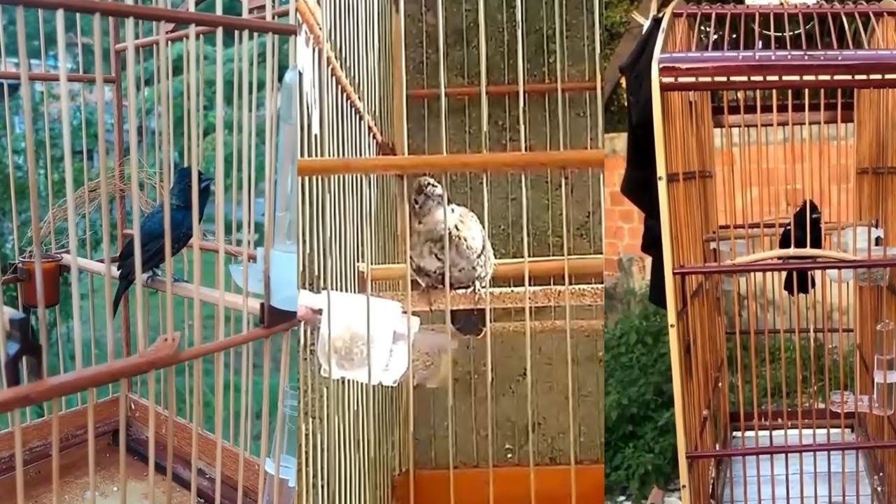 2 tiziu preto dusputando canto com pardo para treinar e aquecer machos!