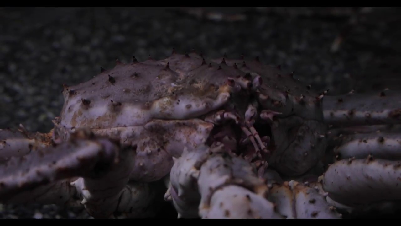 Biodiversity in The Gulf of Alaska