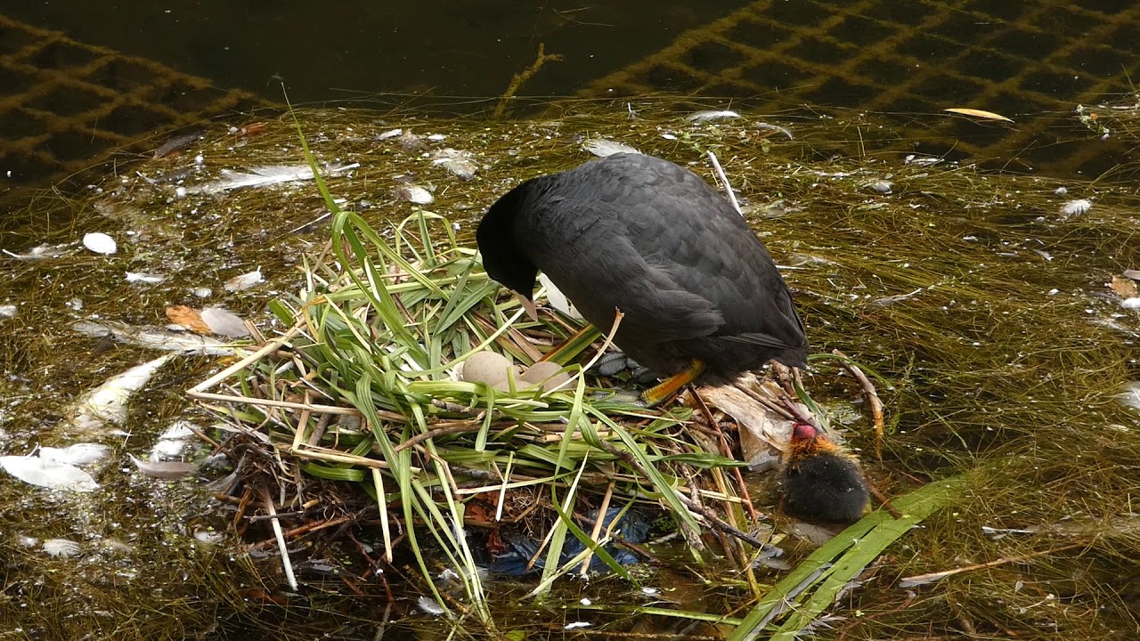 Last Coot chick on a dangerous nest