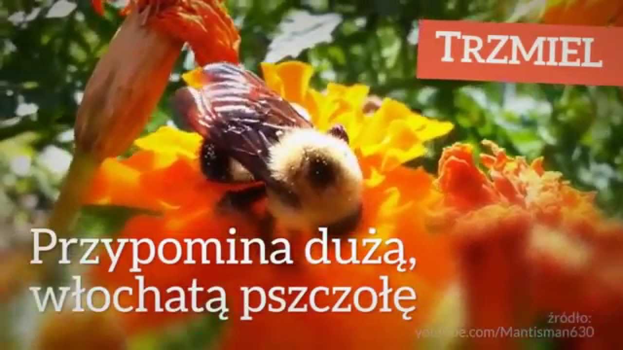 Bąk vs trzmiel [Czym to się r&oacute;żni? #1]