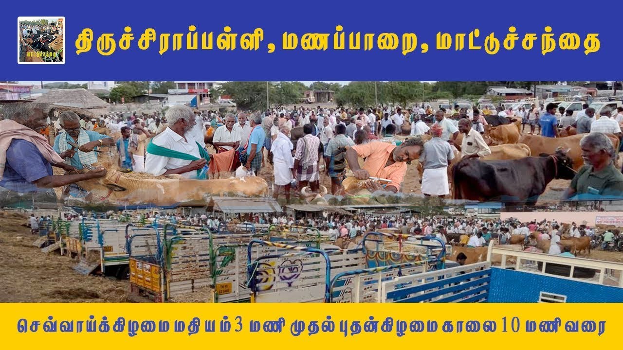 🐂 மணப்பாறை மாட்டுச்சந்தை | திருச்சிராப்பள்ளி Cow Market Live | புதன் சந்தை விலை அப்டேட்