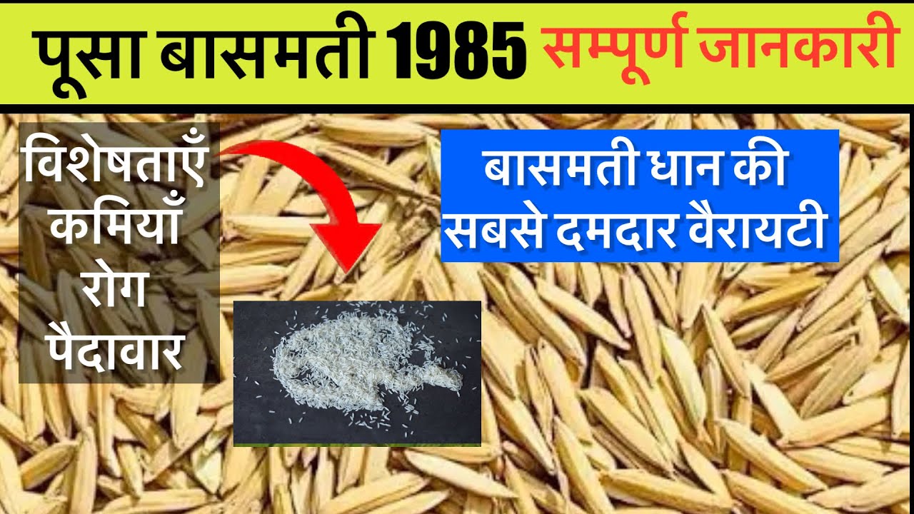 पूसा बासमती 1985 वैरायटी | pusa basmati 1985 full details | 1985 paddy variety