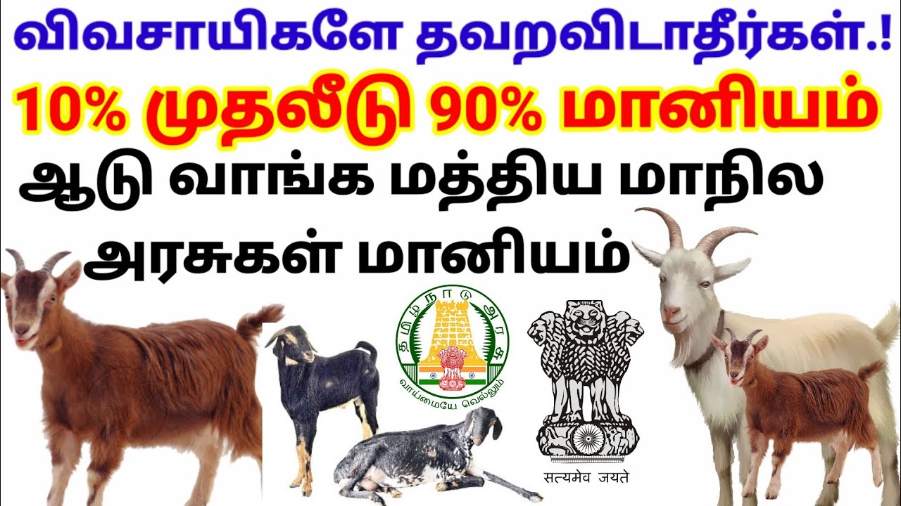தவறவிடாதீர்கள்.! 10%முதலீடு 90%மானியம். ஆடு வளர்ப்பிற்கு மத்திய மாநில அரசுகளின் மானியத் திட்டம்..!!