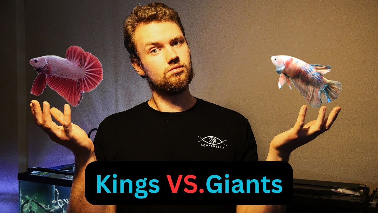 King vs Giant Betta! What's the difference?
