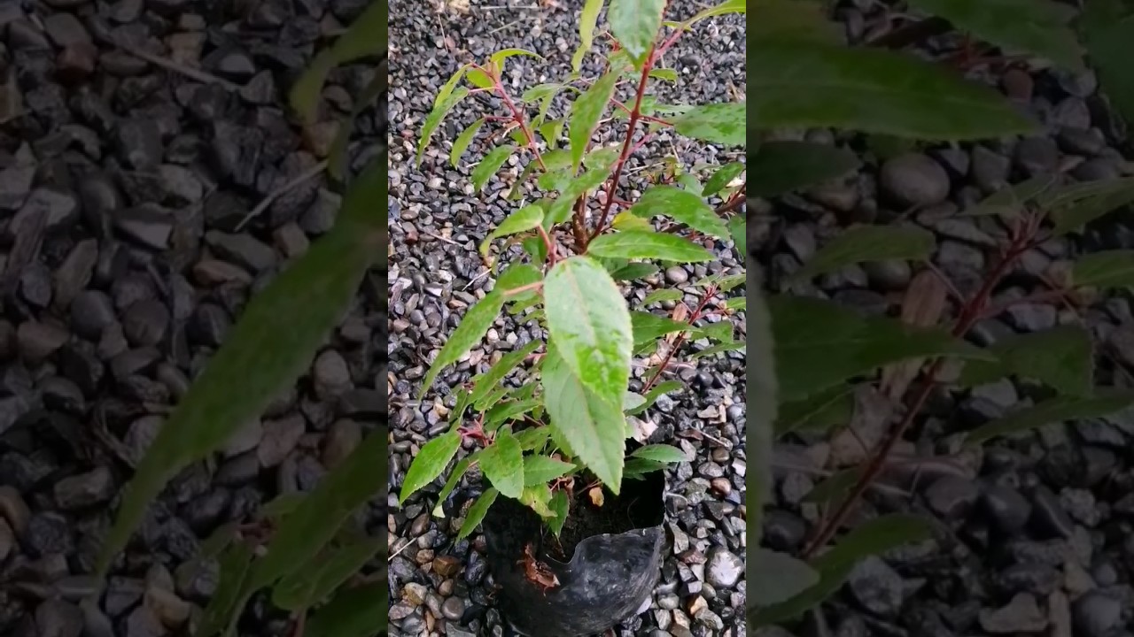 Trasplante de Maqui (Aristotelia chilensis) #shorts #chile #maqui #agriculturasintropica