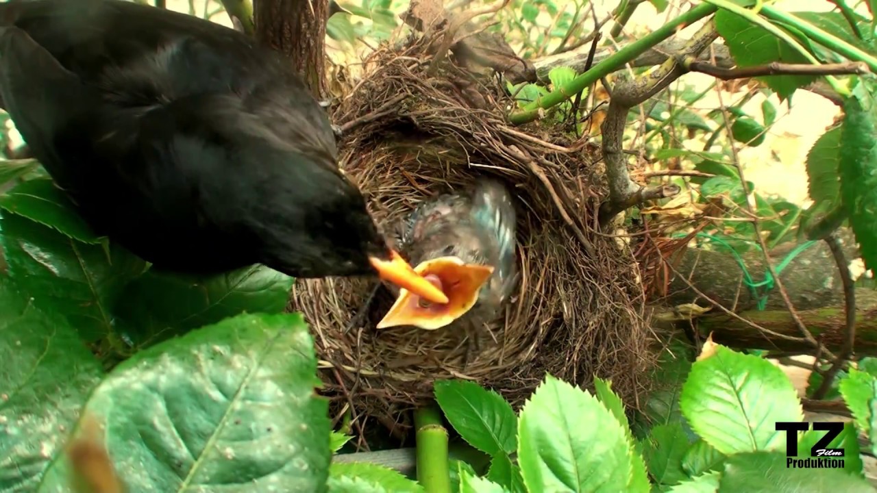Fortpflanzung der Amsel Teil 8