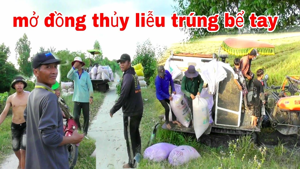 XEM MÁY CẮT LÚA KUBOTA DC70 MỞ ĐỒNG THỦY LIỄU TRÚNG MÙA THẤT GIÁ