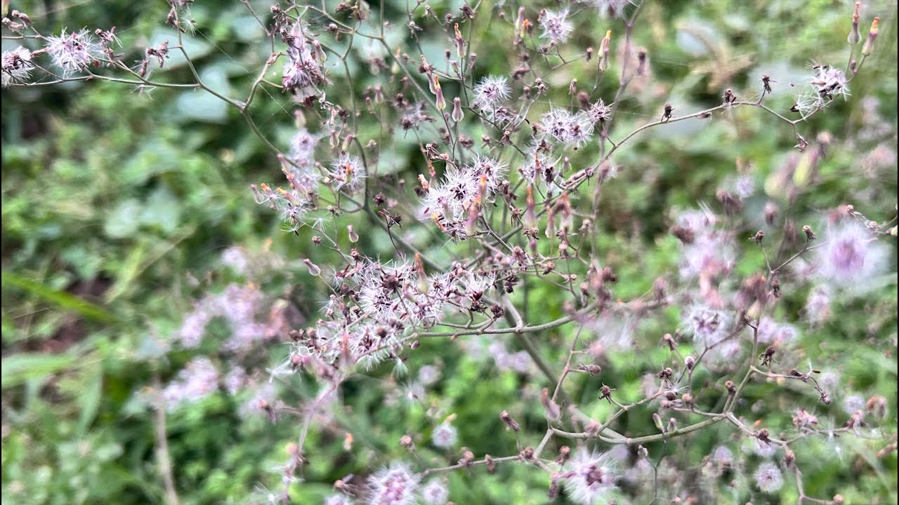 🔴live 450🌺💕hello everyone 🥀Radhe Krishna🥀#livestream