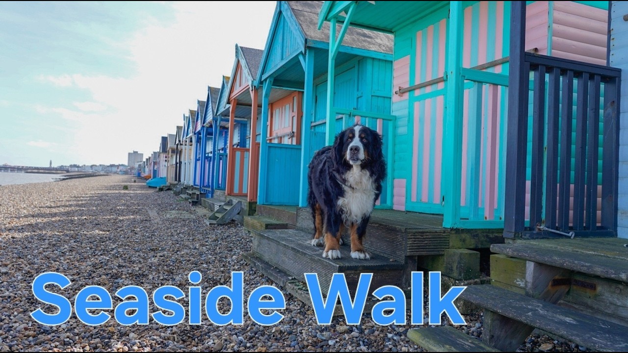 Bernese Mountain Dog Walks from Herne Bay to Whitstable | Sunny Coastal Walk