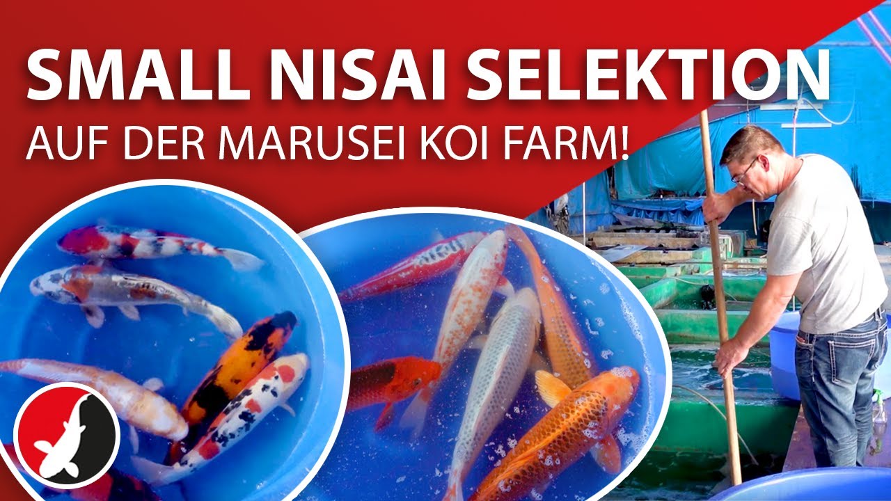 Small Nisai Selektion auf der Marusei Koi Farm!