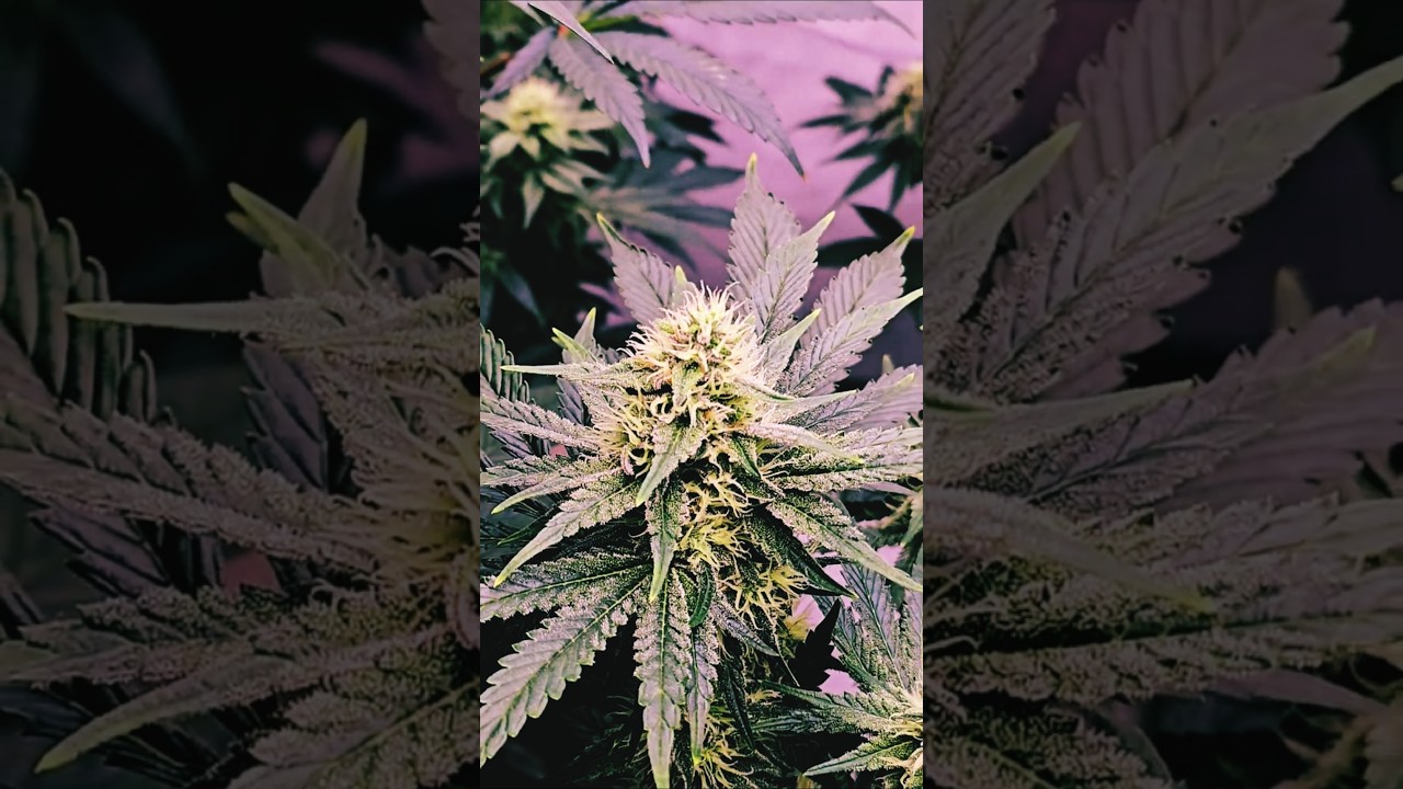 Sweet Juicy Delicious Lady