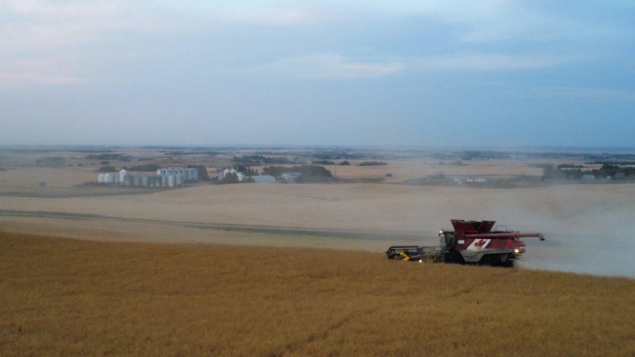 2025 Canola harvest has started! #farming #agriculture 