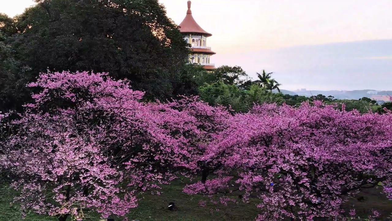 天元宮櫻花