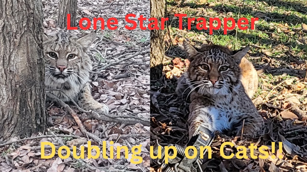 Check Day 3 Doubling on Bobcats!