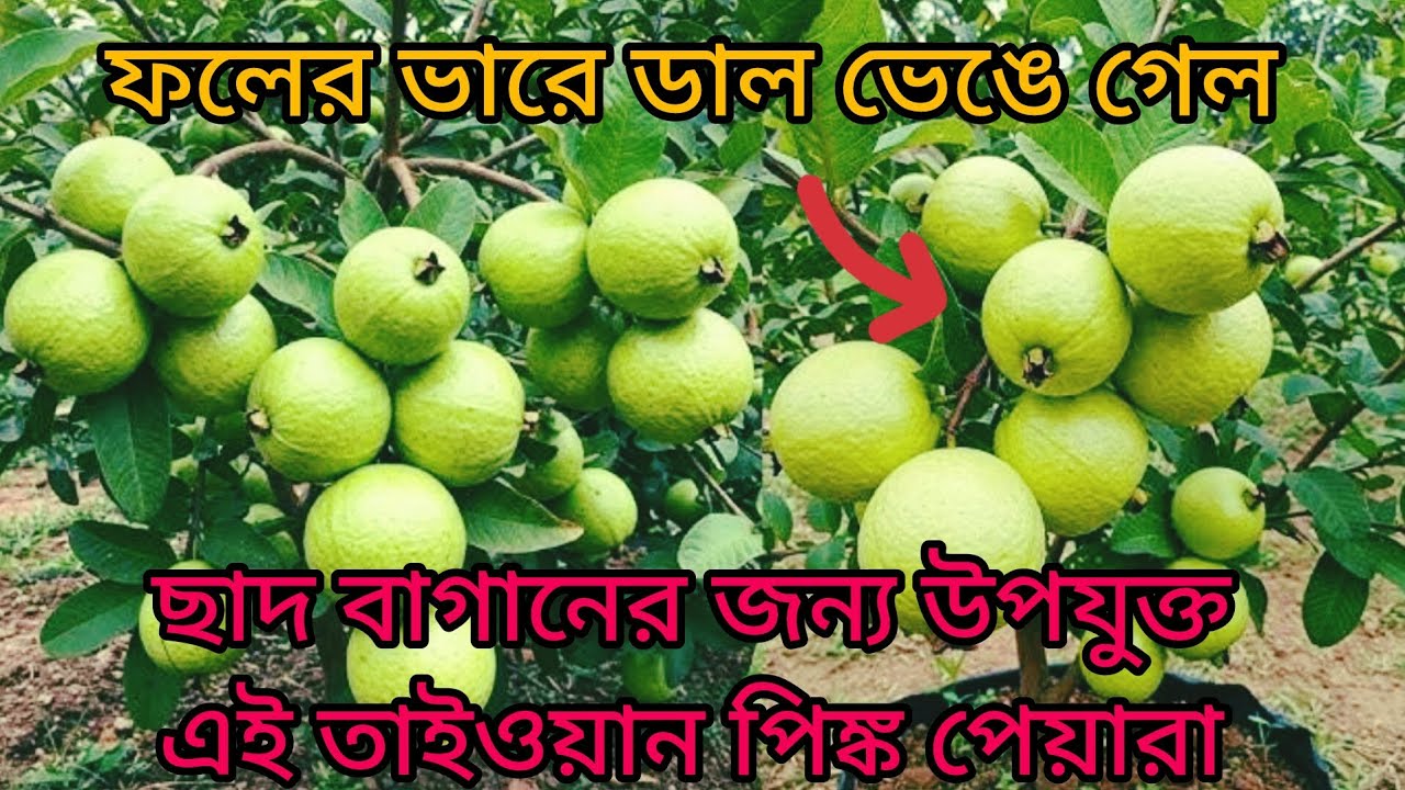 ছাদ বাগানে জৈব উপায়ে তাইওয়ান পিঙ্ক পেয়ারার গাছের সম্পূর্ণ পরিচর্যা ও অবাক করা ফলন| GUAVA HARVEST|