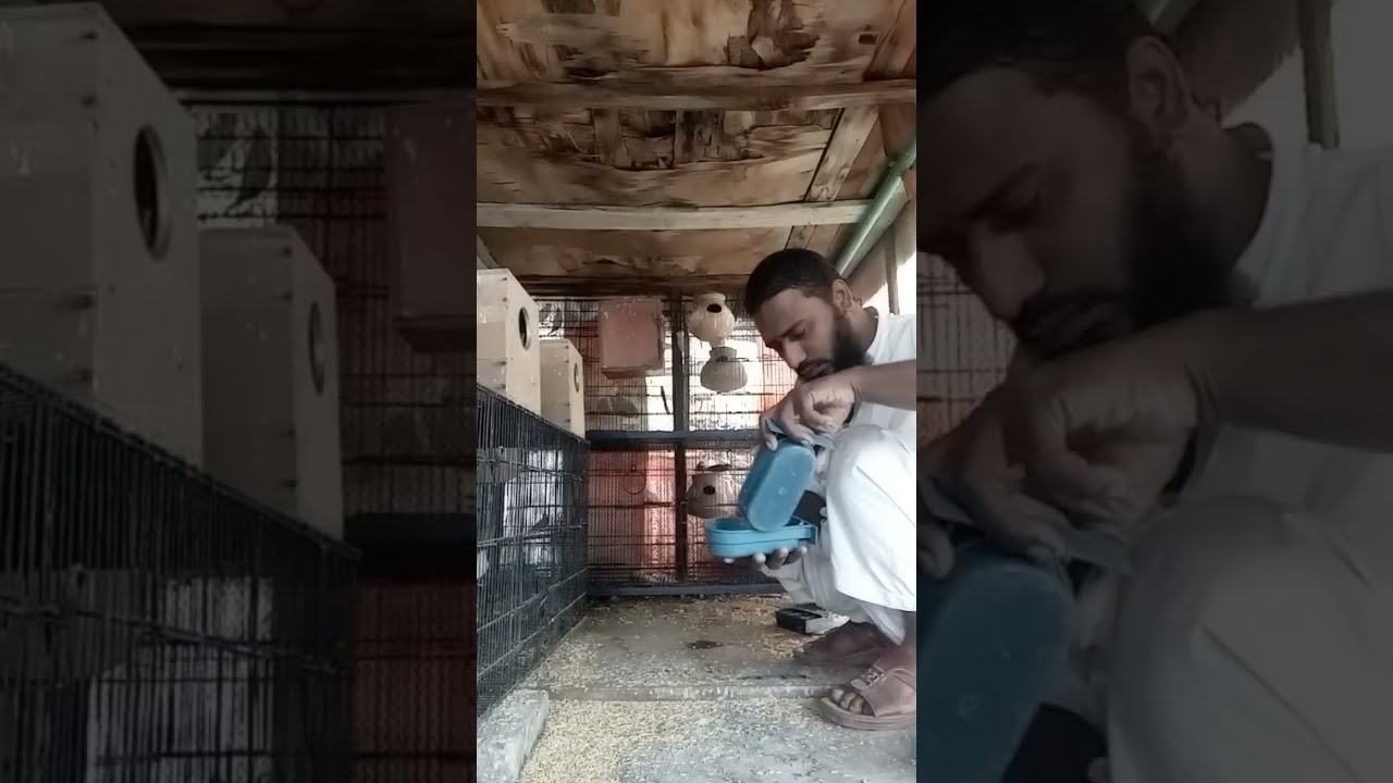 Daily routine live video and daily morning and evening short clip / my pets video watch and feedback