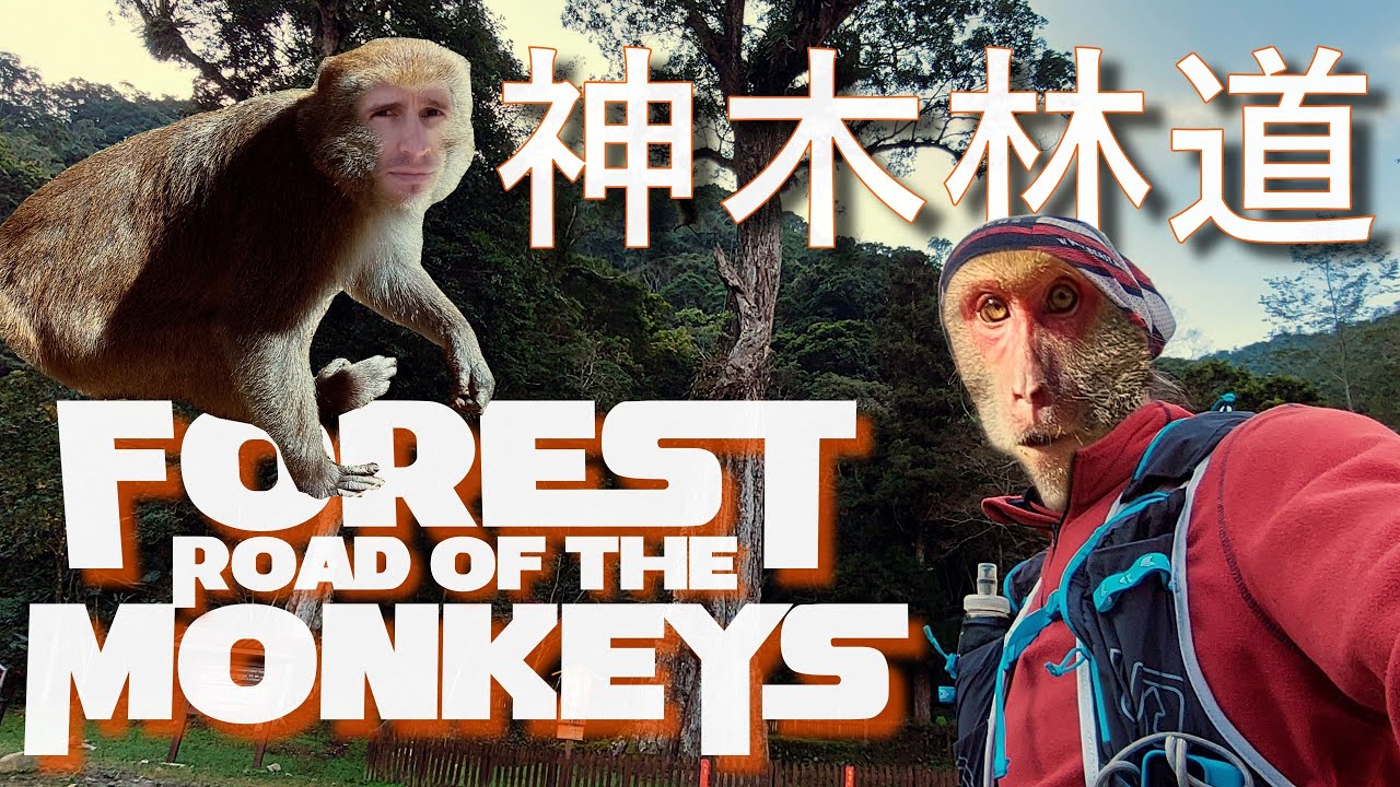 神木林道 Forgotten forest road to Taiwan's highest mountain Yushan 玉山