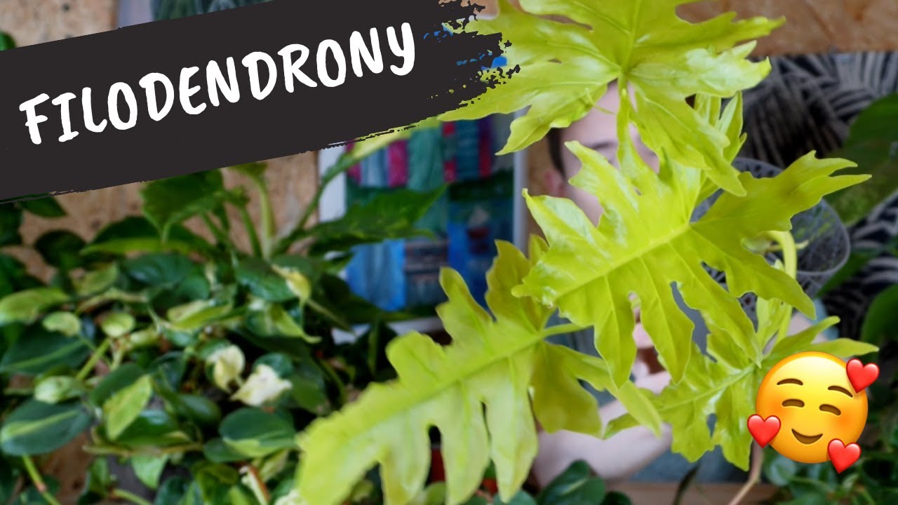 Filodendrony | Które mi świetnie rosną? I jak się wybarwiają?