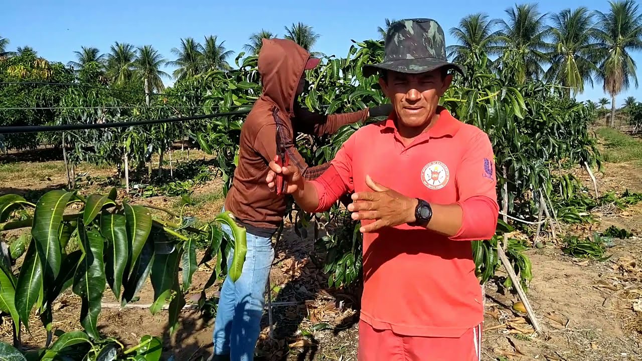 PODAS DE MANGA NOS PROJETOS DE IRRIGAÇÃO EM PETROLINA