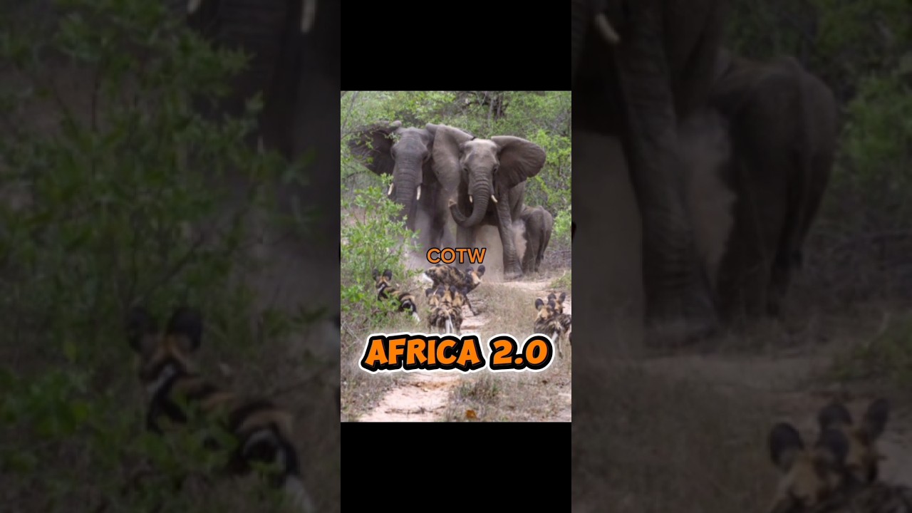 The Hunter COTW map concept (Africa 2.0) 🐘🐕 #cotw #gaming #animals #update #africa