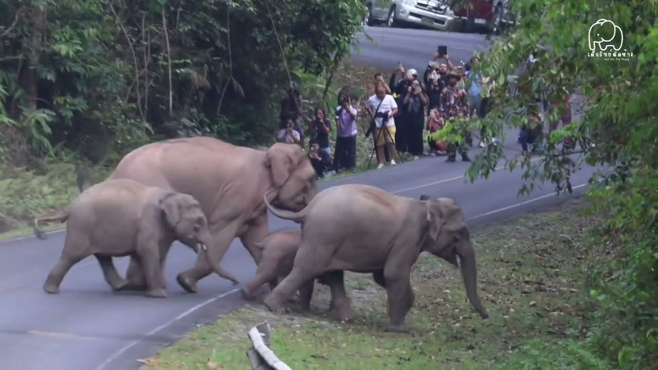 ได้เจอกับ &ldquo;โอไรออน&rdquo; และ &ldquo;ต้นกล้า&rdquo; อีกครั้งในรอบหลายเดือน🐘🫶🏻 (23/3/68)