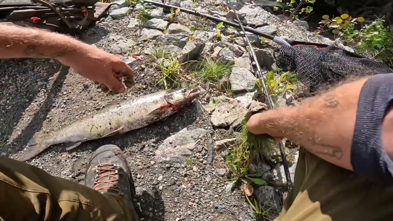 Laksefiske uredigert & usensurert