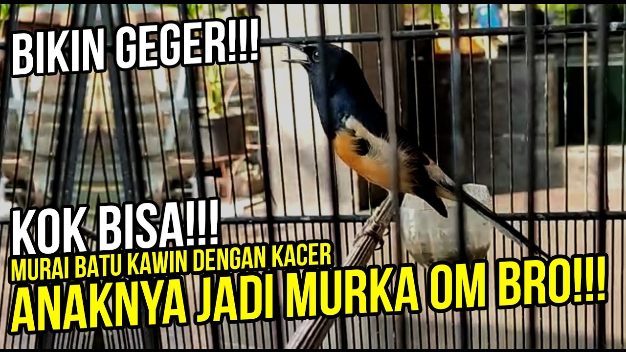 Spesies Burung Baru Telah Lahir, Hanya 3 Di Dunia  Murai Batu X Kacer