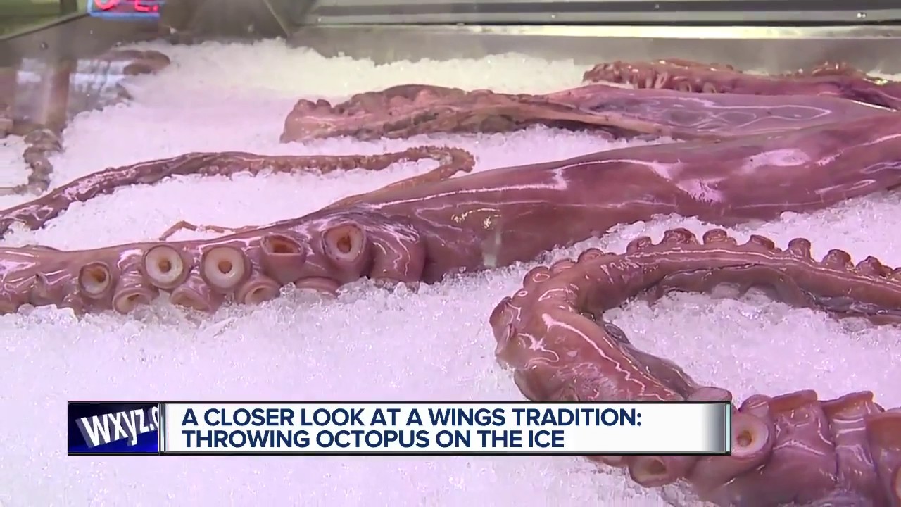 A closer look at Wings tradition of throwing octopus on the ice