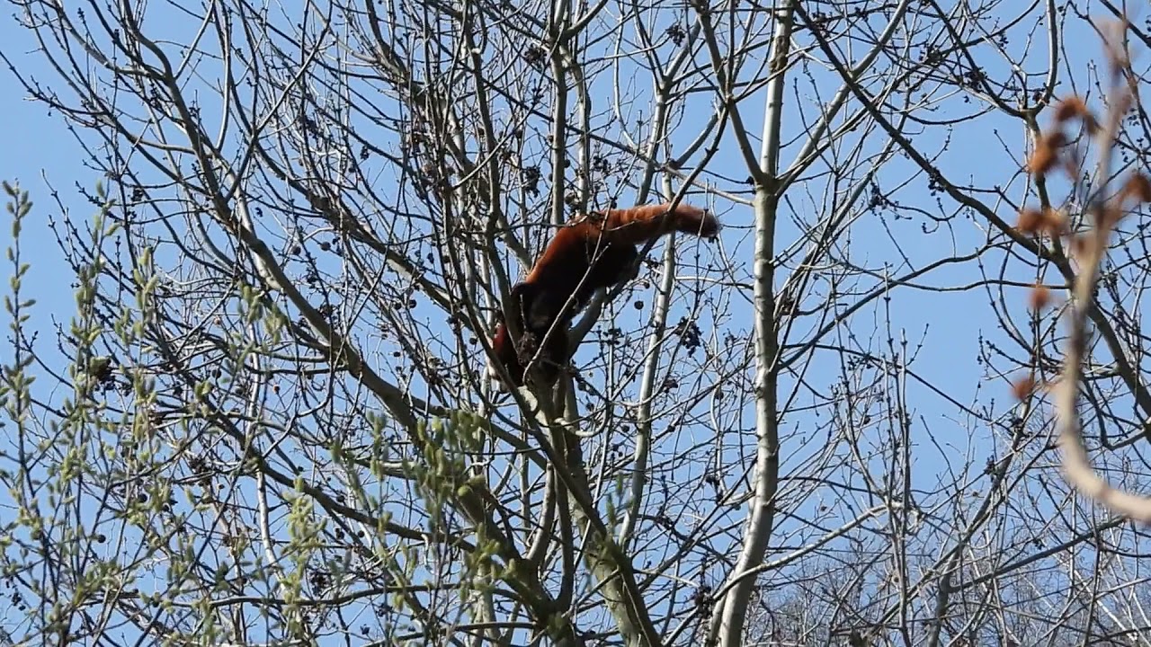 The red panda (Ailurus fulgens)