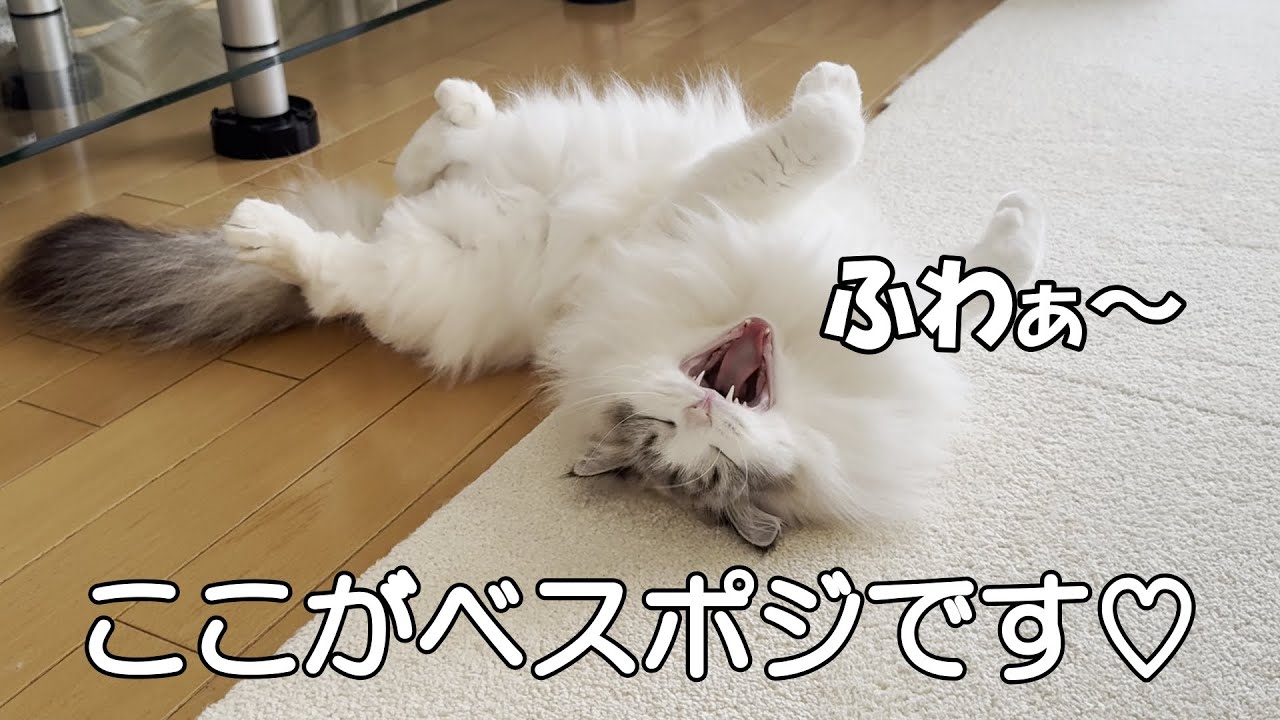 うちの子は、床暖房のベスポジを何が何でも譲りません！