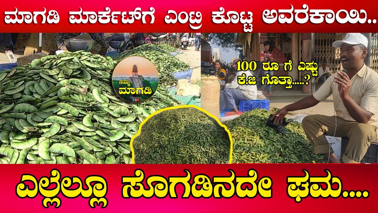 ಮಾಗಡಿ ಮಾರ್ಕೆಟ್​ಗೆ ಎಂಟ್ರಿ ಕೊಟ್ಟ ಅವರೆಕಾಯಿ..!  ಎಲ್ಲೆಲ್ಲೂ ಸೊಗಡಿನದೇ ಘಮ....!  | nammamagadi | avarekayi |