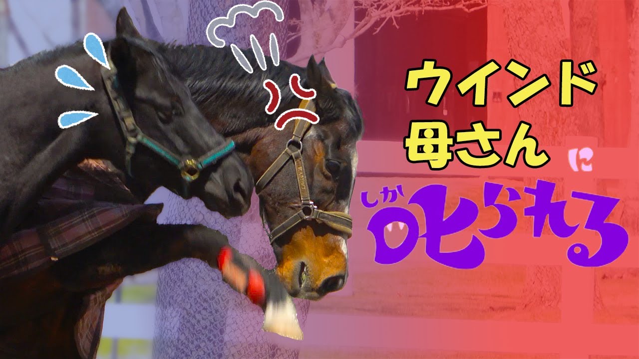 ディープインパクトの母ウインドインハーヘアがお怒りです