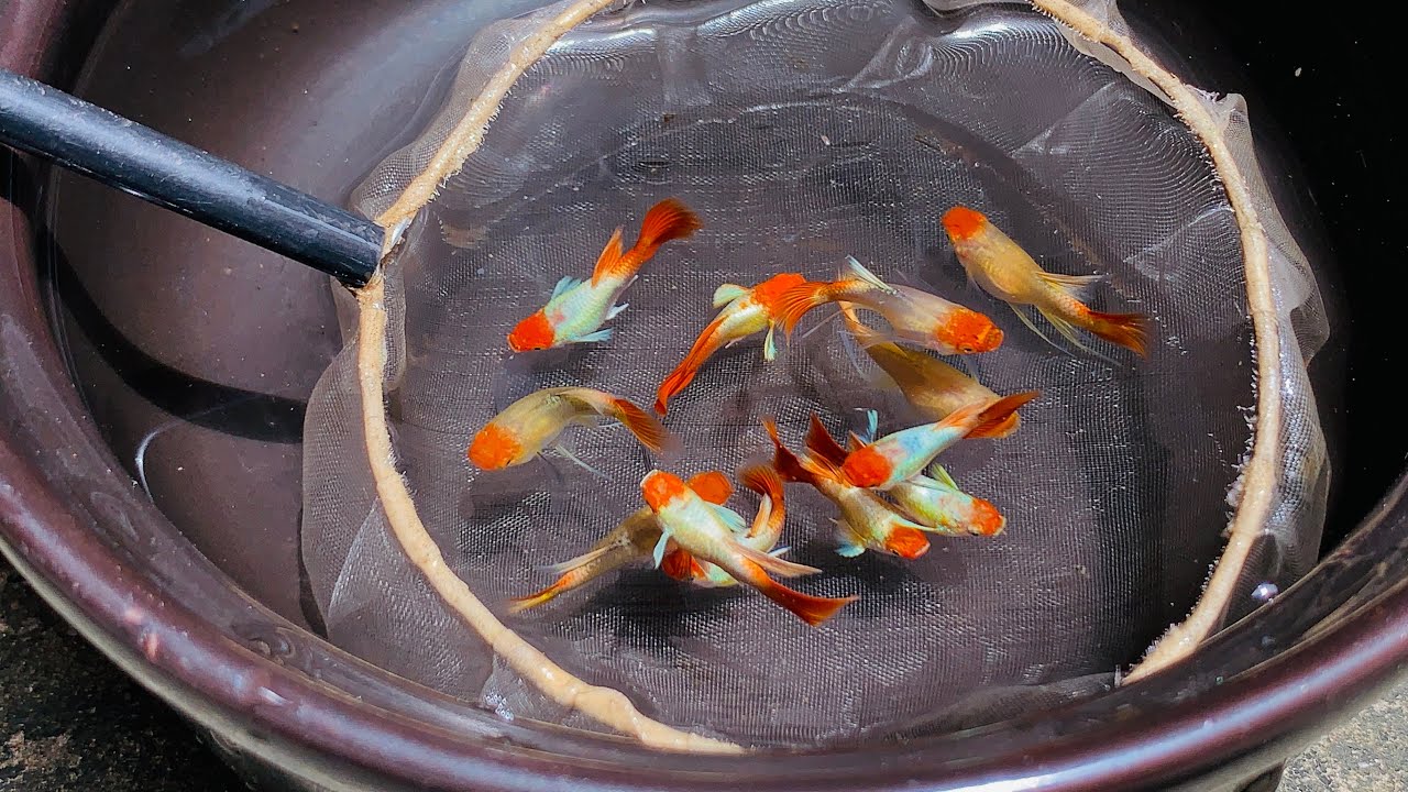 Top dòng câ Guppy Vip năm 2025 | chia sẻ kinh nghiệm nuôi cá bảy màu 