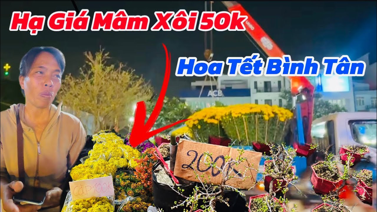✅Chợ hoa Tết Tên Lửa: trời mưa đại hạ giá cúc mâm xôi 50k khiến người bán khóc thét, mai vàng 200k 