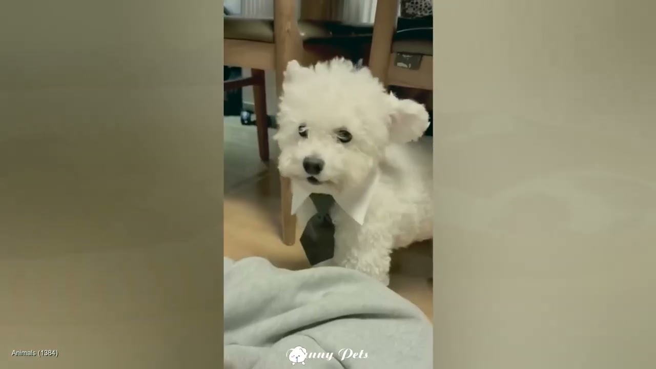 You Laugh You Lose 💛 Funniest Cats and Dogs 2026🐾 part 2