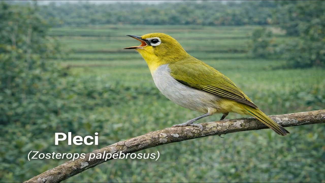 Pleci Berkicau Merdu di Alam Terbuka Oriental White-eye Singing Beautifully in Nature