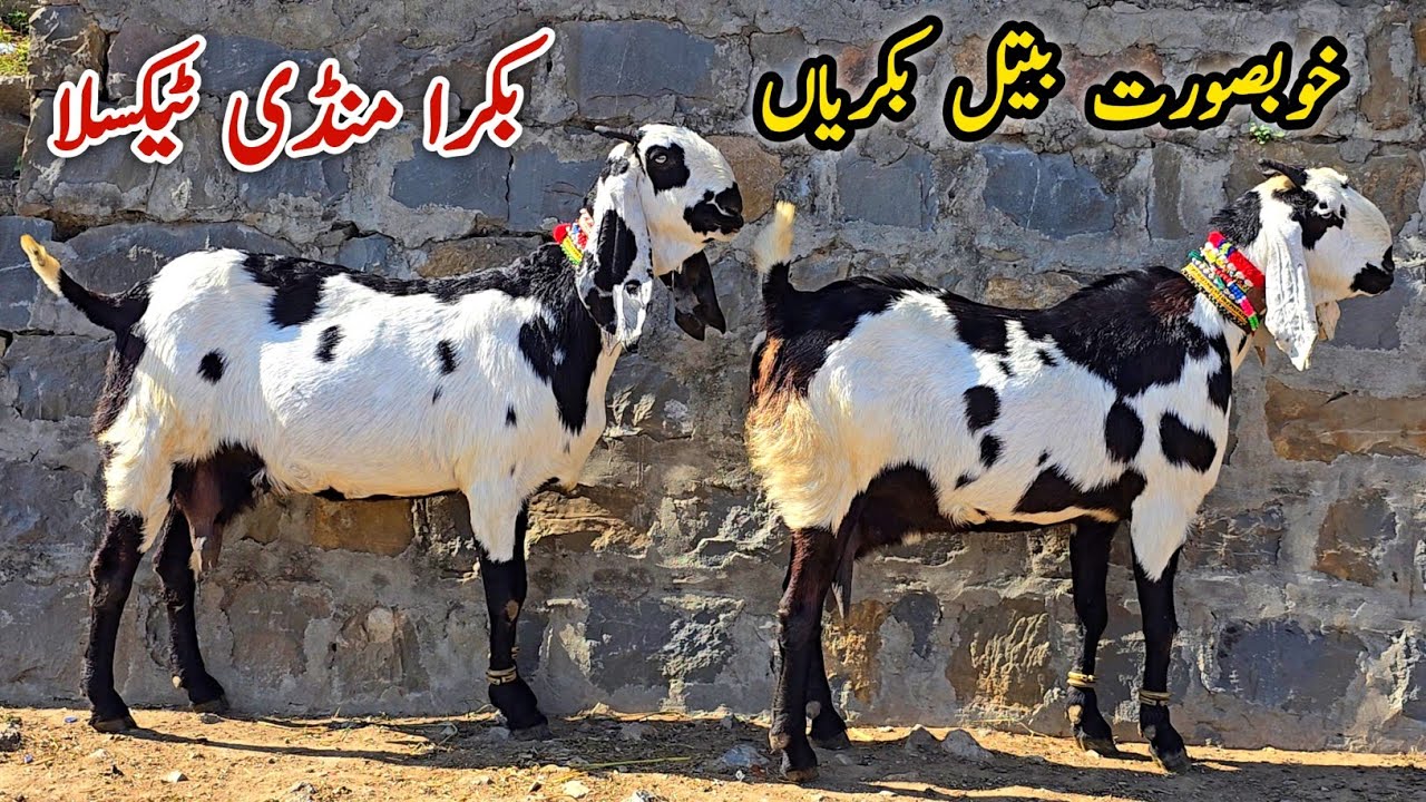 Top Class Beetal Goats Taxila Bakra Mandi Update March 2026 | 