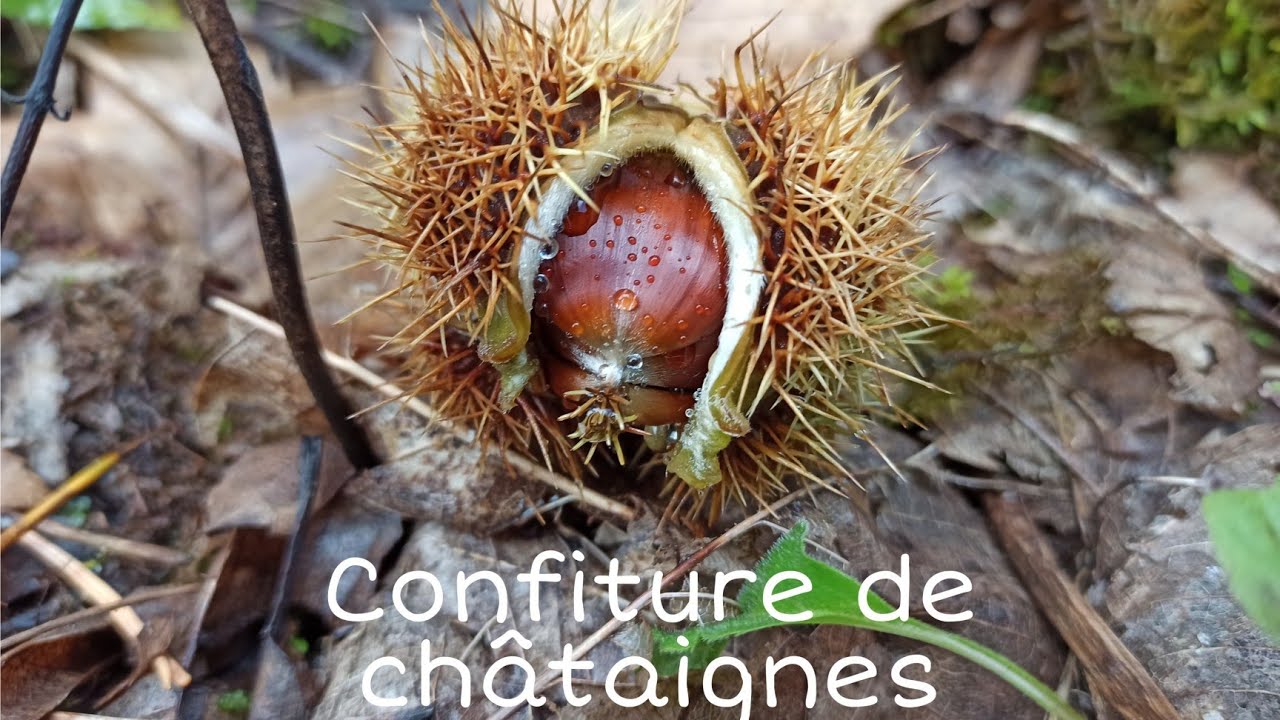 Confiture de ch&acirc;taignes 🌰 Recette pas &agrave; pas 🍁 Fait maison