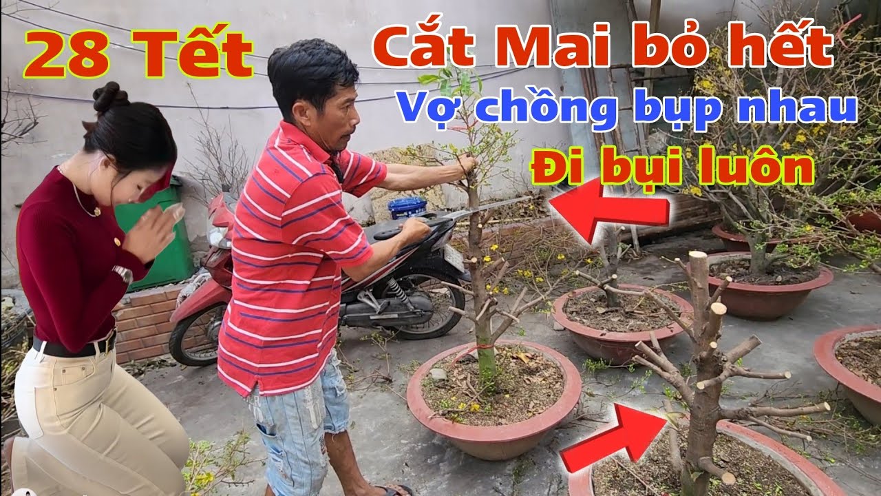 Toang rồi vợ chồng bụp nhau  giận quá cắt bỏ hết lô Mai lạ bán không ai mua