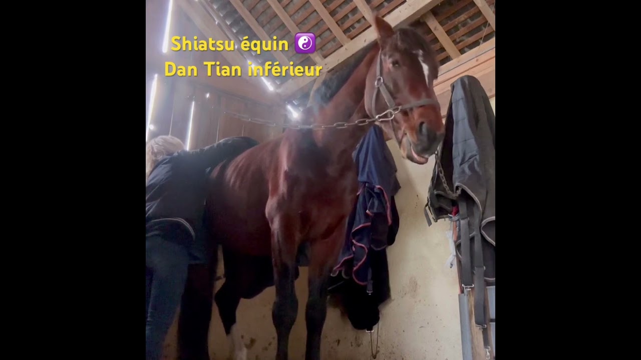 Shiatsu équin 🐴  Dan Tian inférieur : Bien-être garanti 