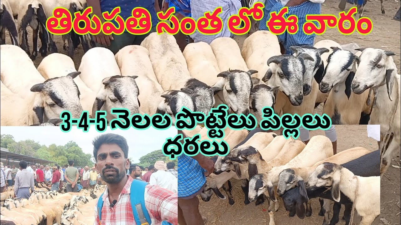 తిరుపతి సంతలో ఈ వారం 3-4-5 నెలల పొట్టేలు పిల్లలు ధరలు 24-8-2024 Tirupati Sheep goats market#