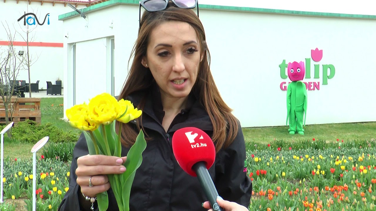 Több százezer tulipán Szőlősgyörökön - Tavi TV