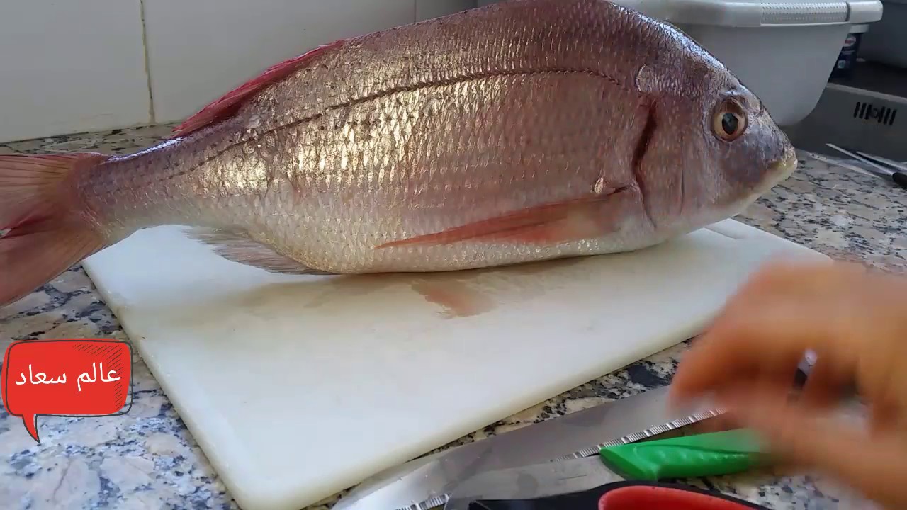 كيفية تنظيف سمكة كبيرة و فتحها من الظهر
